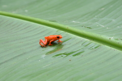 Mantella aurantiaca