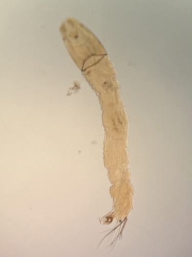 Pentaneura inconspicua