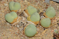 Argyroderma fissum