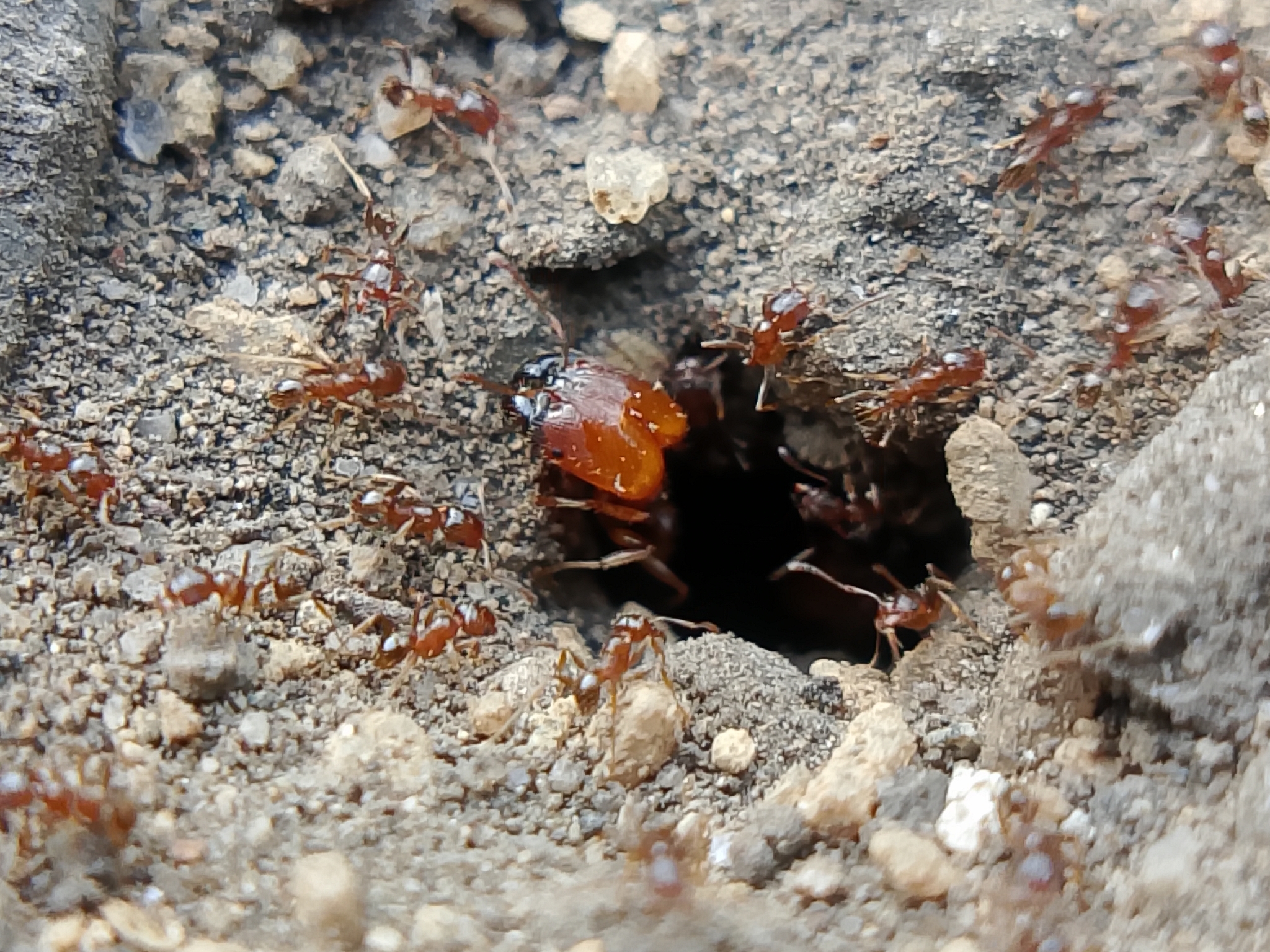 Pheidole agricola