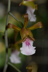 Eulophia leachii