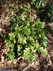Berberis aquifolium
