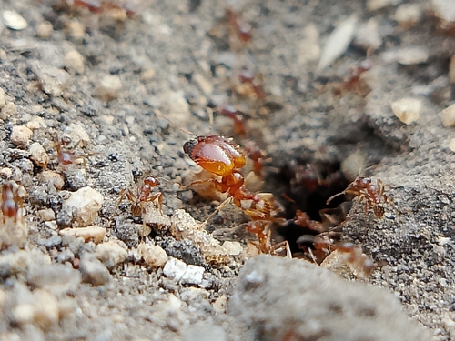 Pheidole agricolaPheidole agricola