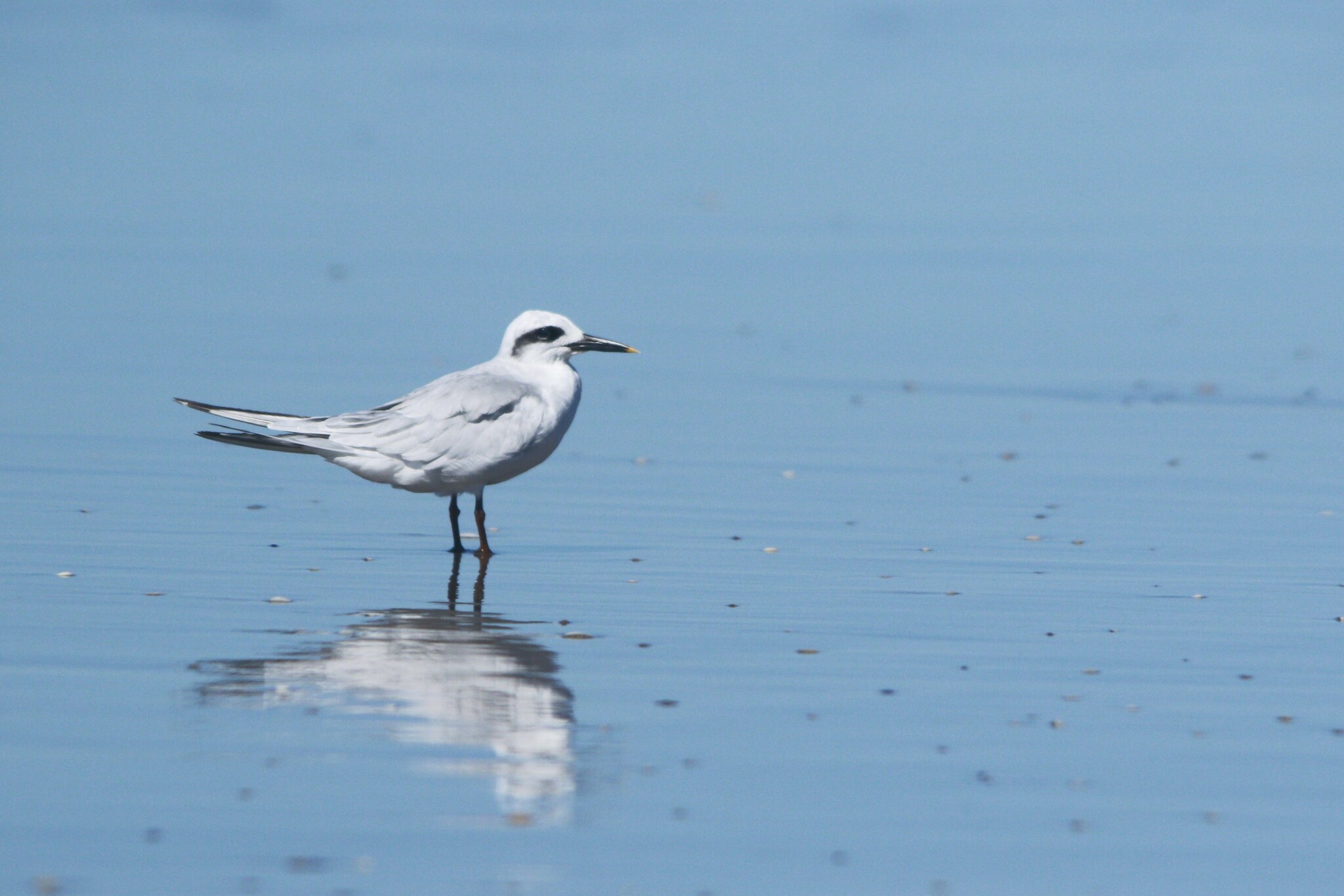 Snowy-crowned Tern (Sterna trudeaui), photo 10