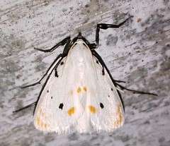 Brihaspa atrostigmella