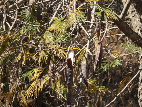 Quebracho Colorado (Lysiloma acapulcense)