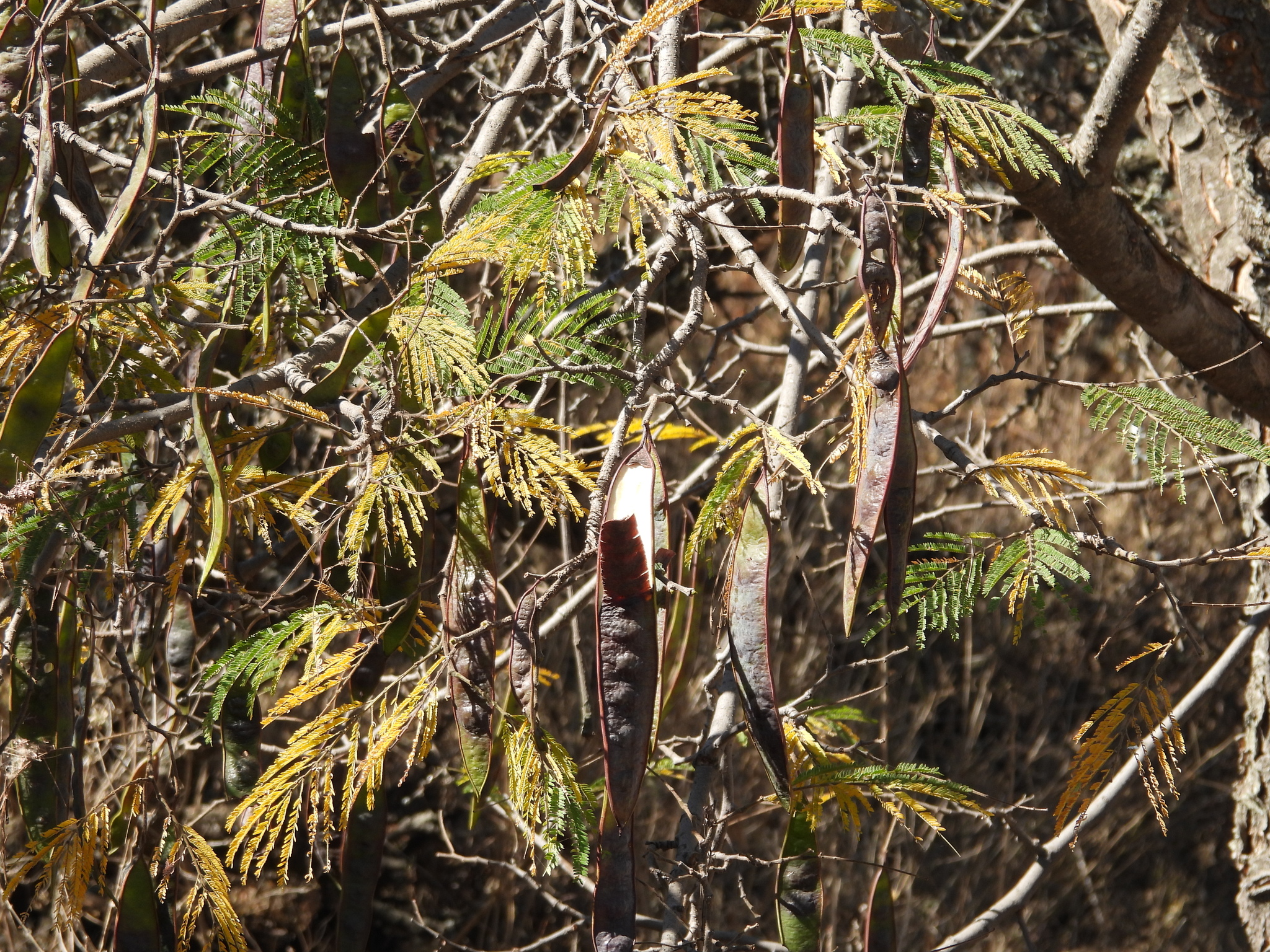 Quebracho Colorado (Lysiloma acapulcense)