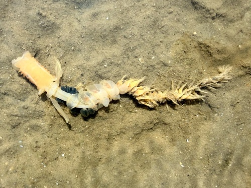 Chaetopterus observed 2026-03-28