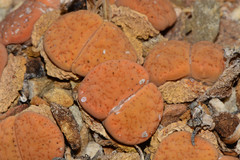 Lithops aucampiae
