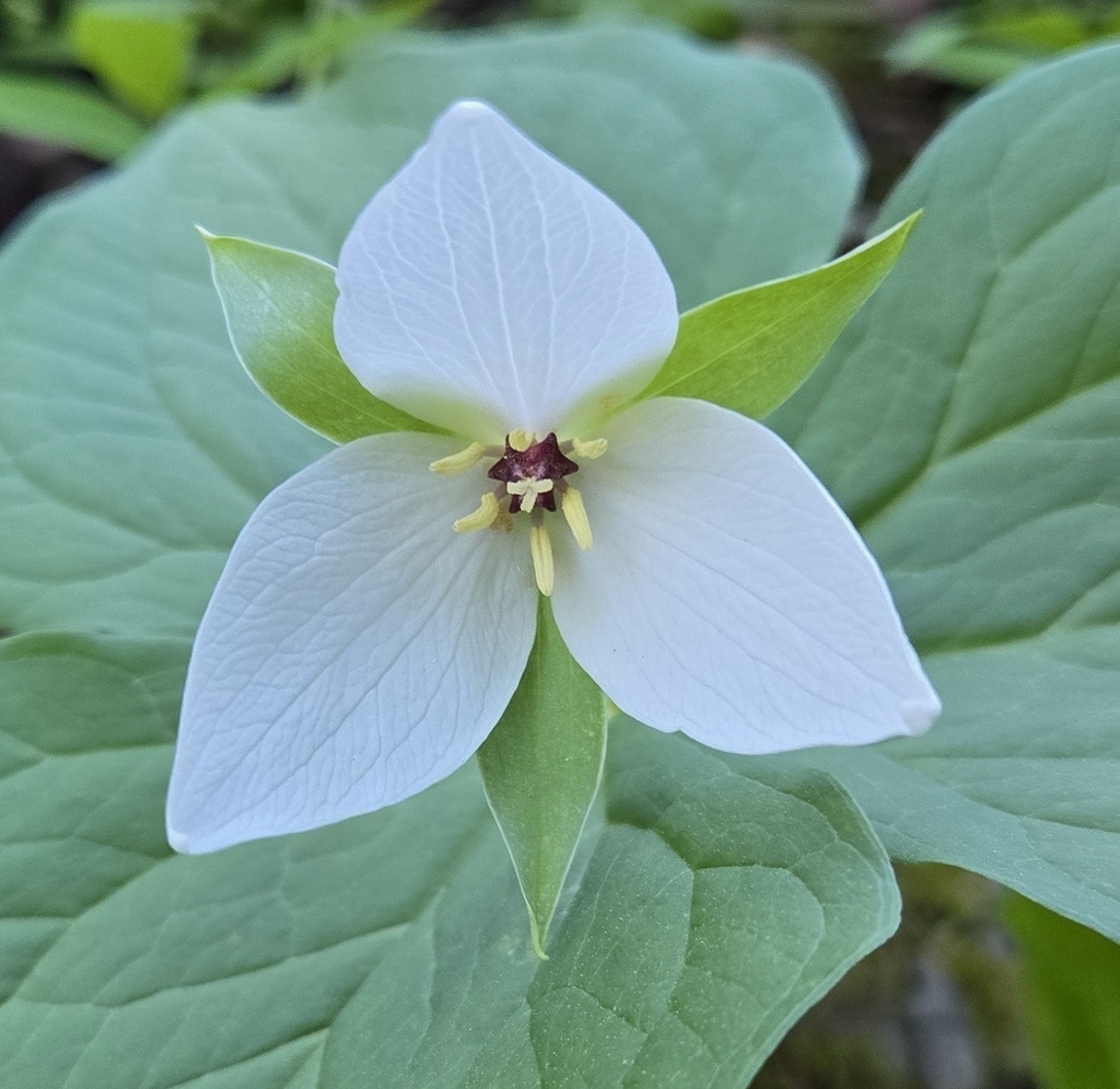 Trillium simile; photograph (c) Ben Gruhot, some rights reserved (CC BY)