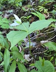 (c) Ben Gruhot, some rights reserved (CC BY) Trillium simile, photograph (c) Ben Gruhot, some rights reserved (CC BY)
