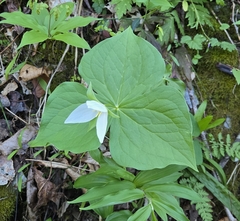 (c) Ben Gruhot, some rights reserved (CC BY) Trillium simile, photograph (c) Ben Gruhot, some rights reserved (CC BY)