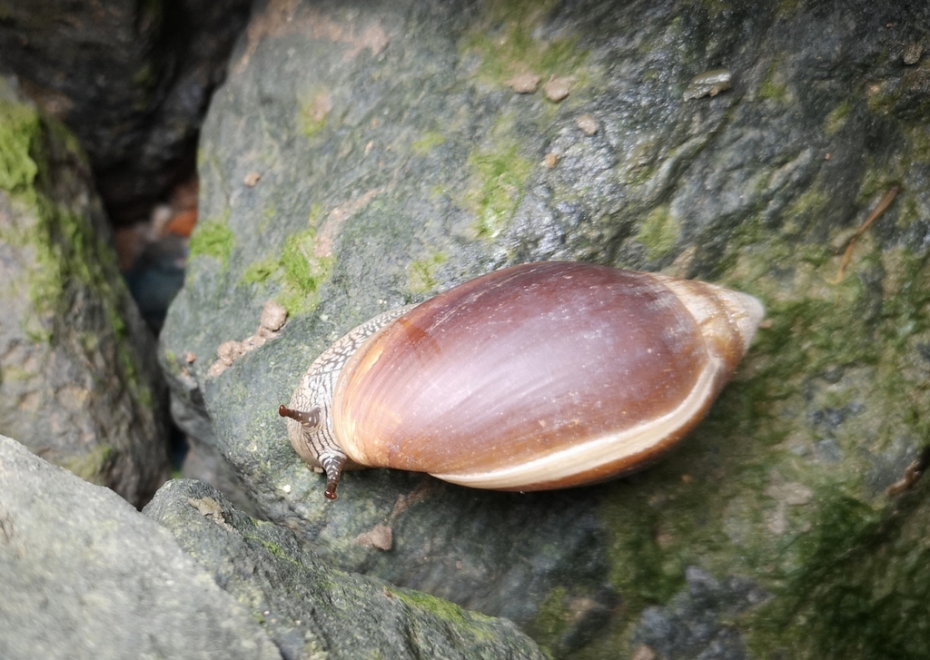 Ellobiinae