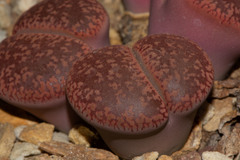 Lithops aucampiae