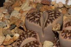 Lithops dorotheae