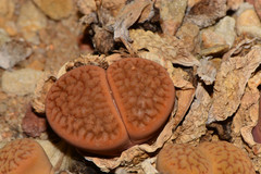 Lithops hookeri