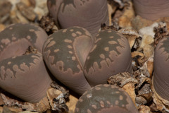 Lithops otzeniana