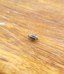 Disonycha argentinensis