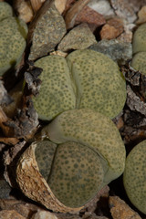 Lithops