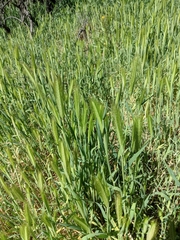 Hordeum jubatum