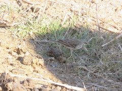 Anthus spinoletta spinoletta