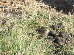 Anthus spinoletta spinoletta