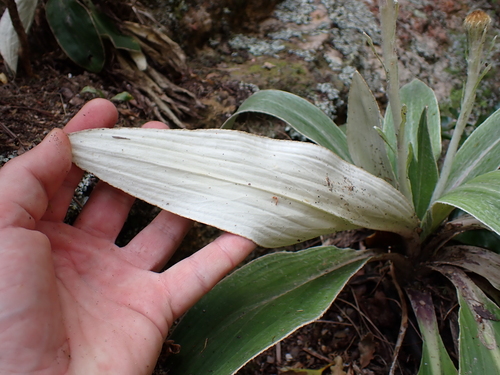 Celmisia hookeri