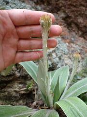 Celmisia hookeri, photograph (c) Benjamin Lavin, some rights reserved (CC BY)