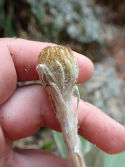 Celmisia hookeri, photograph (c) Benjamin Lavin, some rights reserved (CC BY)