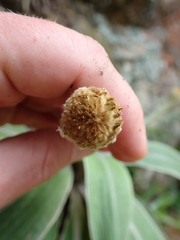 Celmisia hookeri, photograph (c) Benjamin Lavin, some rights reserved (CC BY)