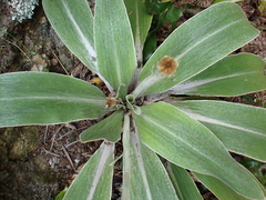Celmisia hookeri, photograph (c) Benjamin Lavin, some rights reserved (CC BY)
