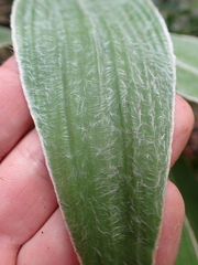Celmisia hookeri, photograph (c) Benjamin Lavin, some rights reserved (CC BY)