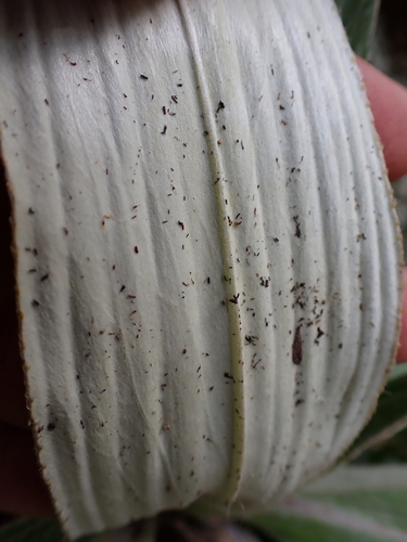 Celmisia hookeri, photograph 6