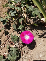 Ipomoea purpurea