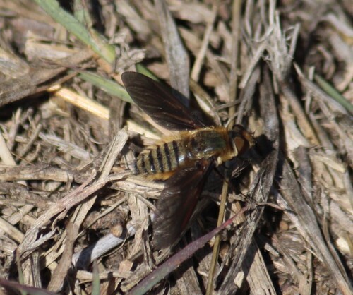 Unknown species found near Nueces County, TX, USA