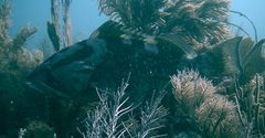 Epinephelus morio