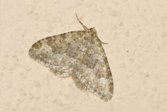 Coenotephria ablutaria