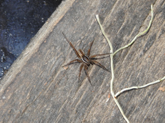 Diapontia