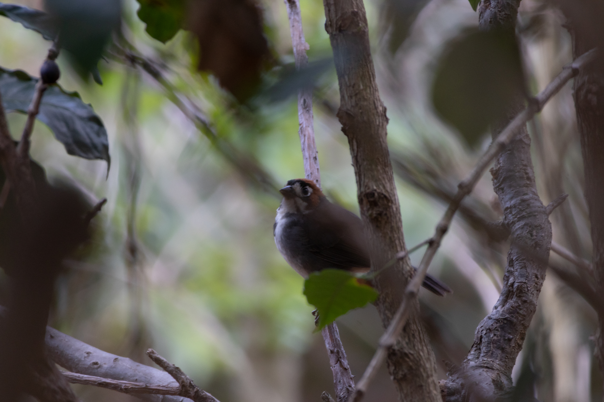 Cabanis's Ground Sparrow (Melozone cabanisi), photo 1