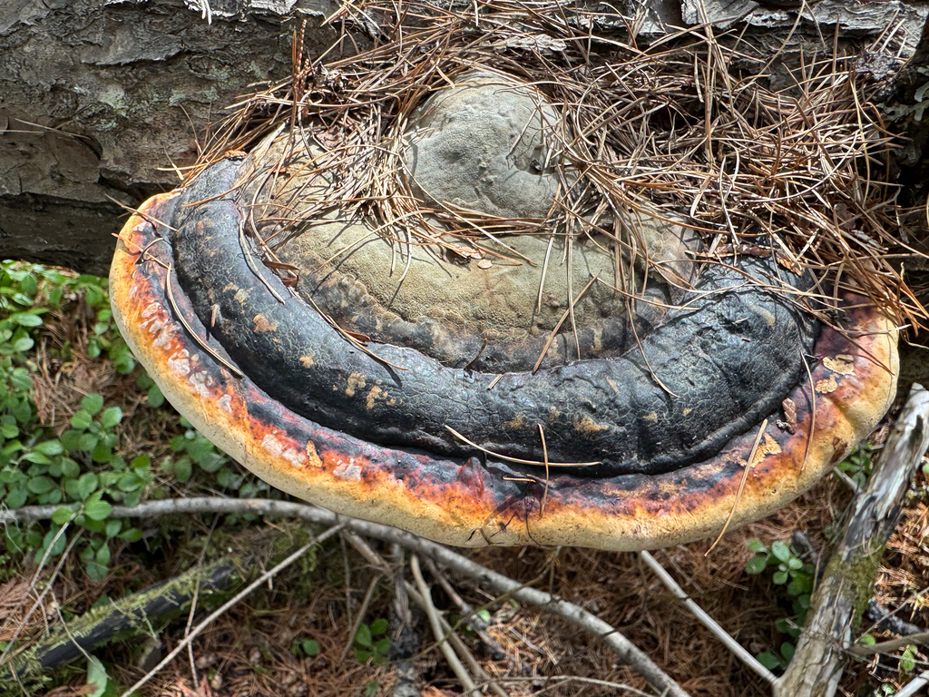 Fomitopsis mounceae · March 2026 · photo: © calebcatto (iNaturalist, cc-by)