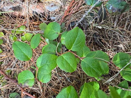 slender wintergreen (Gaultheria ovatifolia)