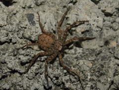 Selenops mexicanus