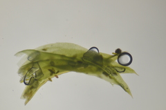 Zygodon viridissimus