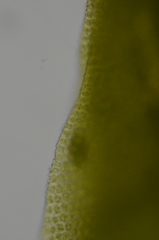 Zygodon viridissimus