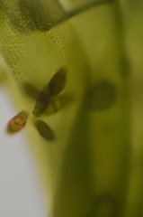 Zygodon viridissimus