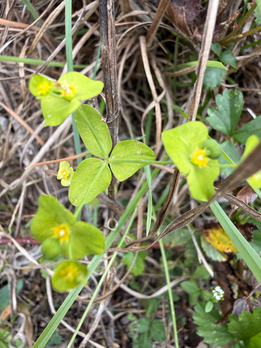 Euphorbia roemeriana, photograph 4