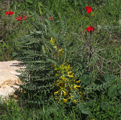Astragalus macrocarpus