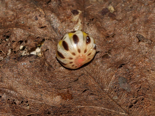 Rhopalomeris sirindhornae
