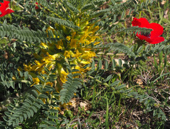 Astragalus macrocarpus