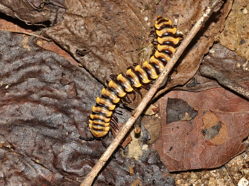 Orthomorpha subkarschi